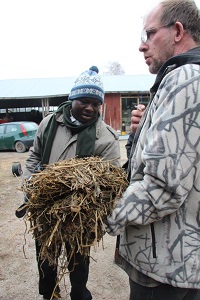 Liberian ohjelmakoordinaattori Emmanuel Sandi tutkii suomalaisille luomukanoille syötettävää säilörehua.jpg