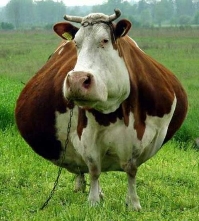 Fyysisesti lihava lehmä, joka on kuitenkin sielultaan kaunis.jpg
