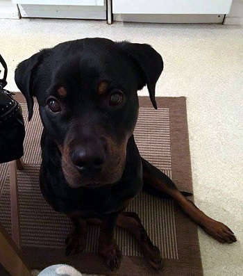 Rotweiler-pentu.jpg